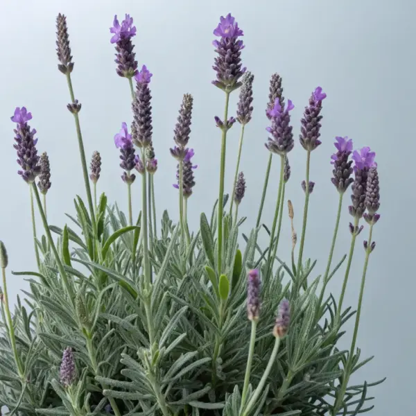 Lavender (Lavandula angustifolia)
