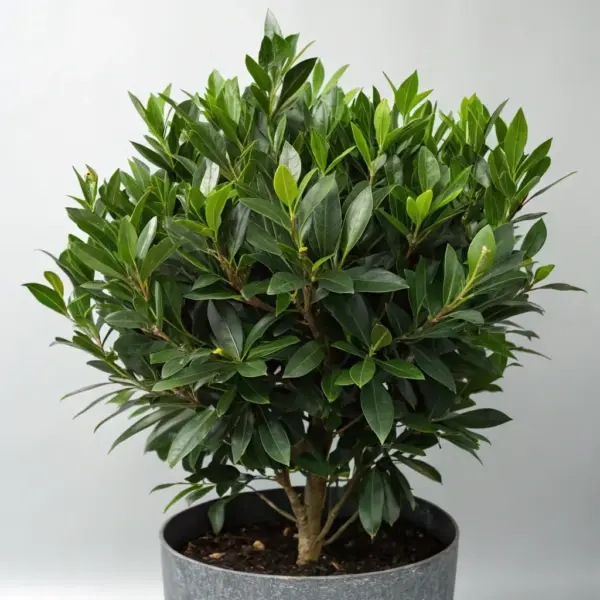 Boxwood Shrubs